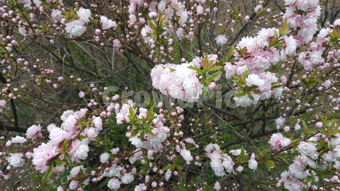 봄,봄꽃,자연,식물,꽃,식물,자연,plants,nature,꽃,flower