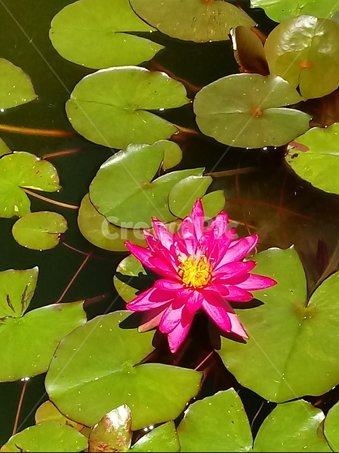 수련,다년생초본식물,수생식물,이판화,쌍자엽식물,자우련,waterlily