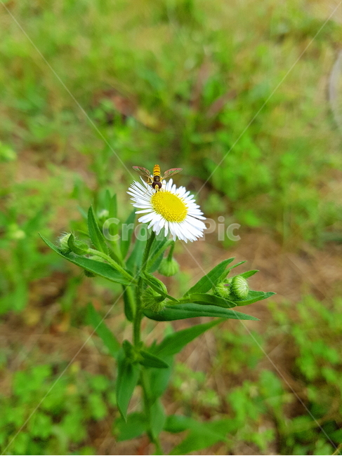 개망초,벌,계란꽃,자연,작은벌,여유로움,야생화,곤충,bug,flower,insect,벌레,nature,식물,풍경,꽃,식물,자연,plants,nature,꽃,flower,동물,animal,곤충,벌레,insect,bug