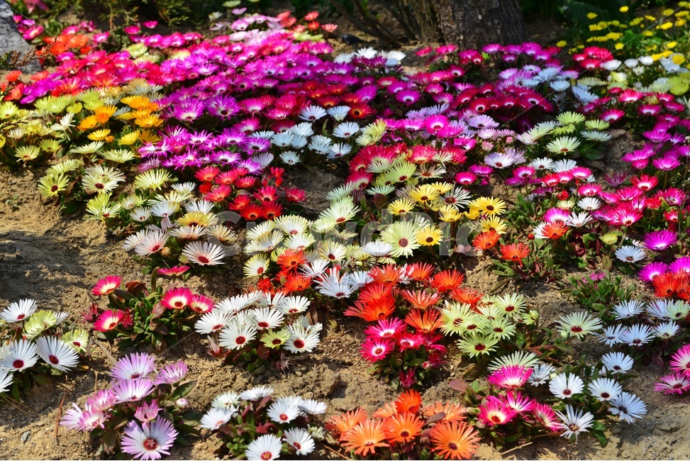 plant,식물,blossom,flower,꽃,daisies,daisy,데이지,리빙스턴데이지,봄,봄꽃,계절