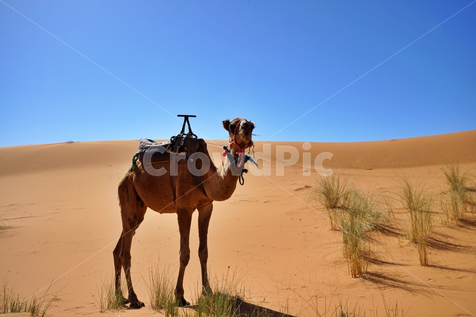 사막,desert,사하라사막,saharadesert,낙타,camel,그림자,shadow,붉은색,red,nature,자연,outdoors,옥외,sand,모래,dune,모래언덕,sunlight,빛,동물,animal,포유류,mammal