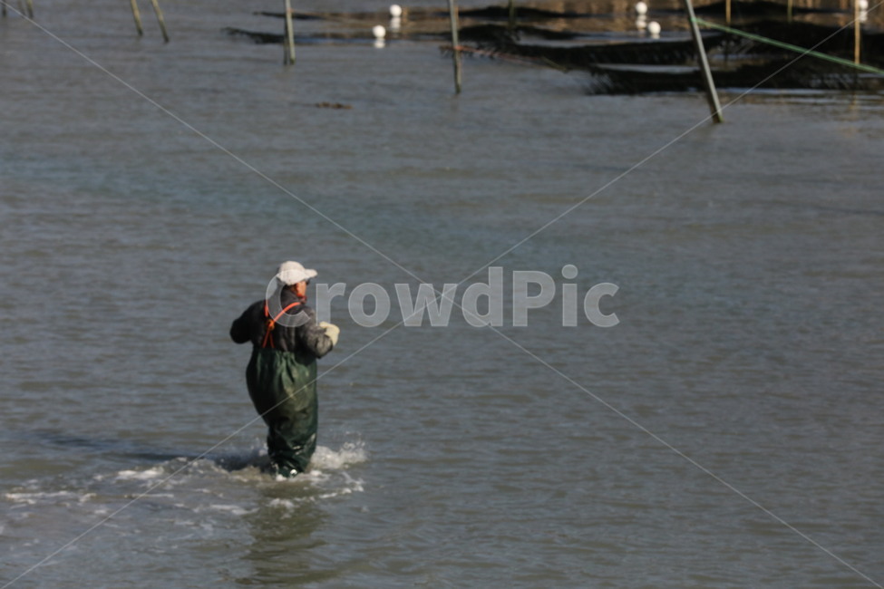 바다,양식장,매생이,사람,음식,사람,인물,인간,human,person,남성,남자,man,male,산업,industry,industrial,어업,fishery,fishing industry