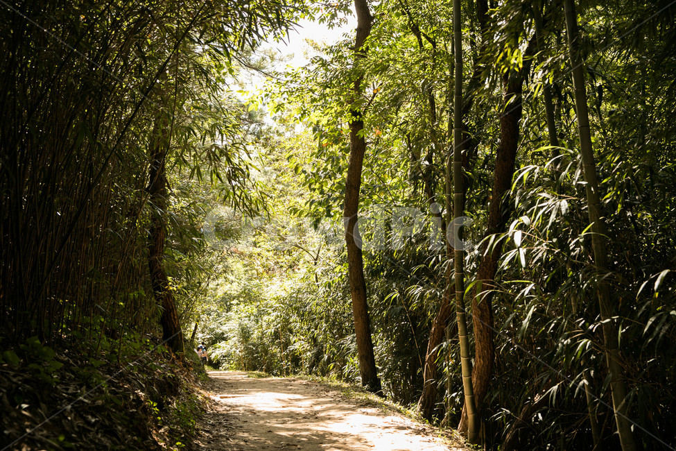 담양,나무,숲,대나무,대나무숲,자연,풍경,nature,landscape,path,통로
