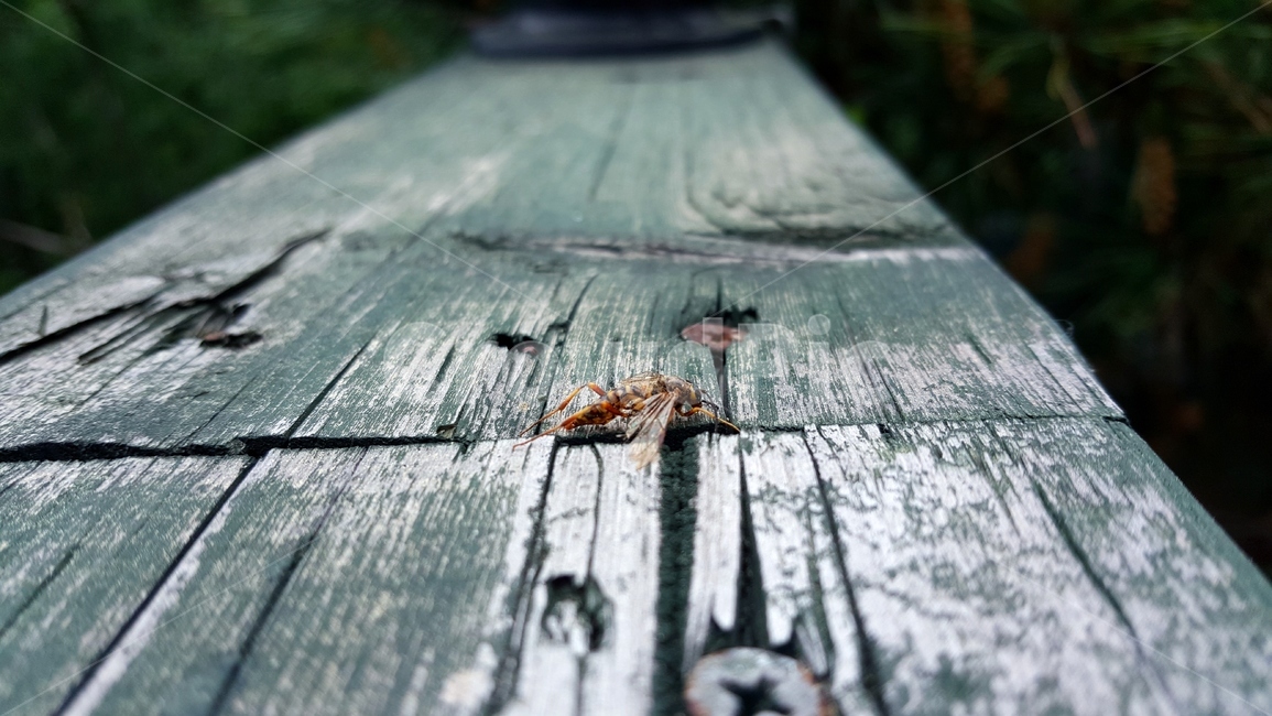 곤충,자연,nature,벌,말벌,나무