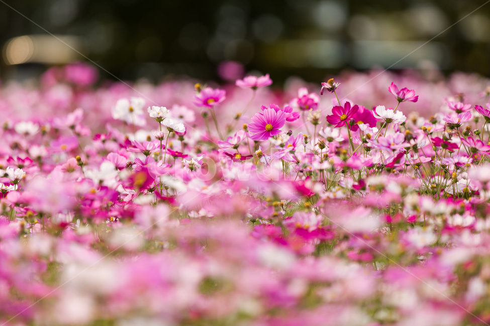 코스모스,가을배경,코스모스배경,꽃배경,cosmos,pink,flower,가을,예쁜꽃배경,꽃,자연,핑크꽃,식물,자연,plants,nature,꽃,flower