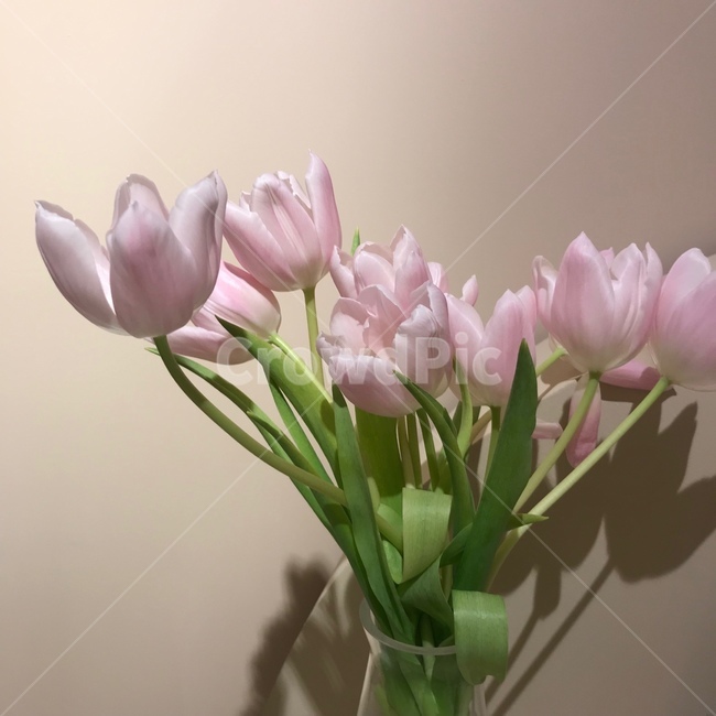 꽃,핑크색꽃,꽃꽂이,감성사진,flower,감성,봄,꽃다발,꽃,flower,실내용화초,화분,화초,house plant