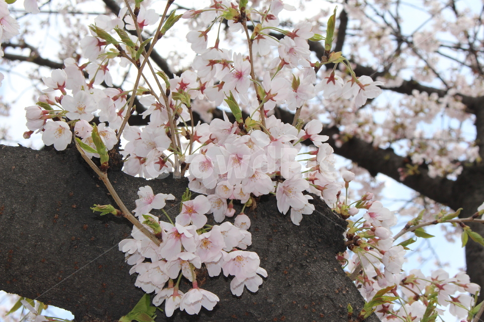 plant,식물,blossom,꽃,flower,벚꽃