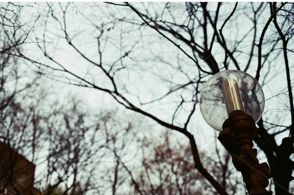 겨울,가로등,바람,앙상한나무,쓸쓸함,흐림,저녘,계절,winter,streetlight,wind,leaflesstree