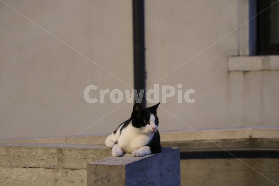 고양이,길고양이,얼룩고양이,상팔자,쉼,cat,길냥이,밤,시크,도도,개무시,동물,animal,포유류,mammal,고양이,cat,kitten,kitty
