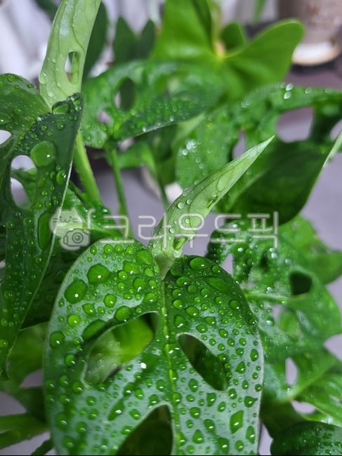 몬스테라,아단소니,새순,식물,물방울