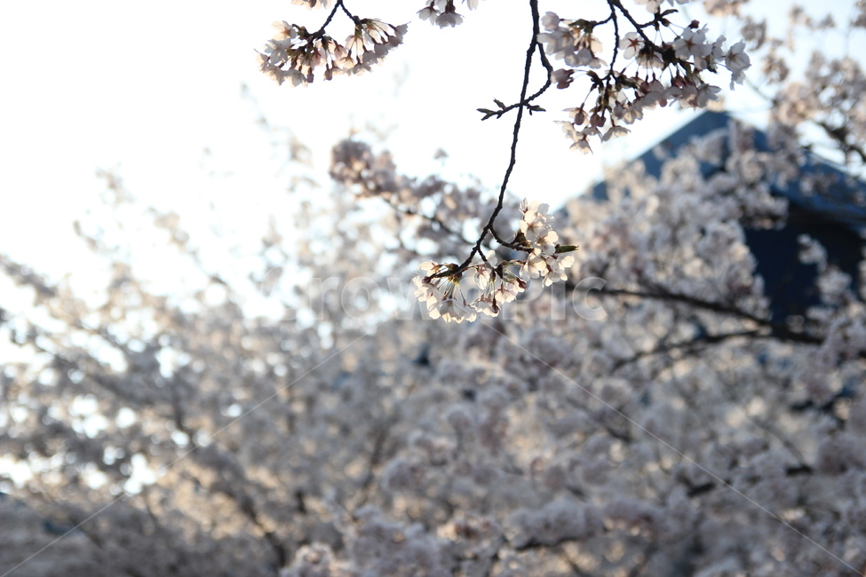 벚꽃,봄꽃,축제,봄나들이,봄하늘,봄,계절,spring,season,식물,자연,plants,nature,꽃,flower,plant,blossom