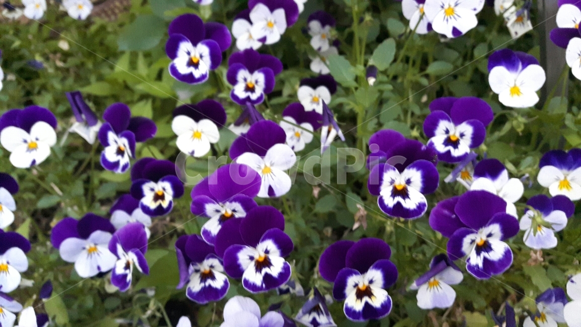 식물,plant,꽃,flower,팬지,식물,자연,plants,nature,꽃,flower