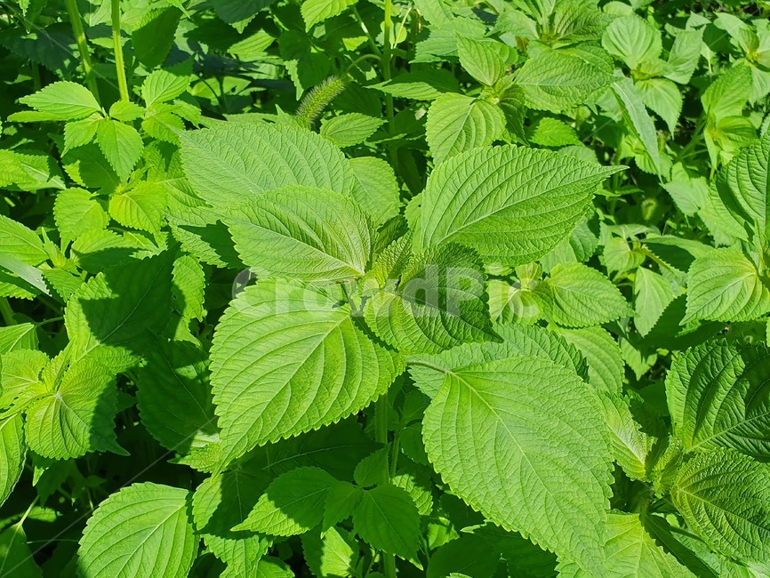 깻잎,야채,채소,vegetable,농작물,주말농장,농장,farm,시골,자연,nature,식물,plant,green,sesameleaf,sesame,leaf,식물,자연,plants,nature