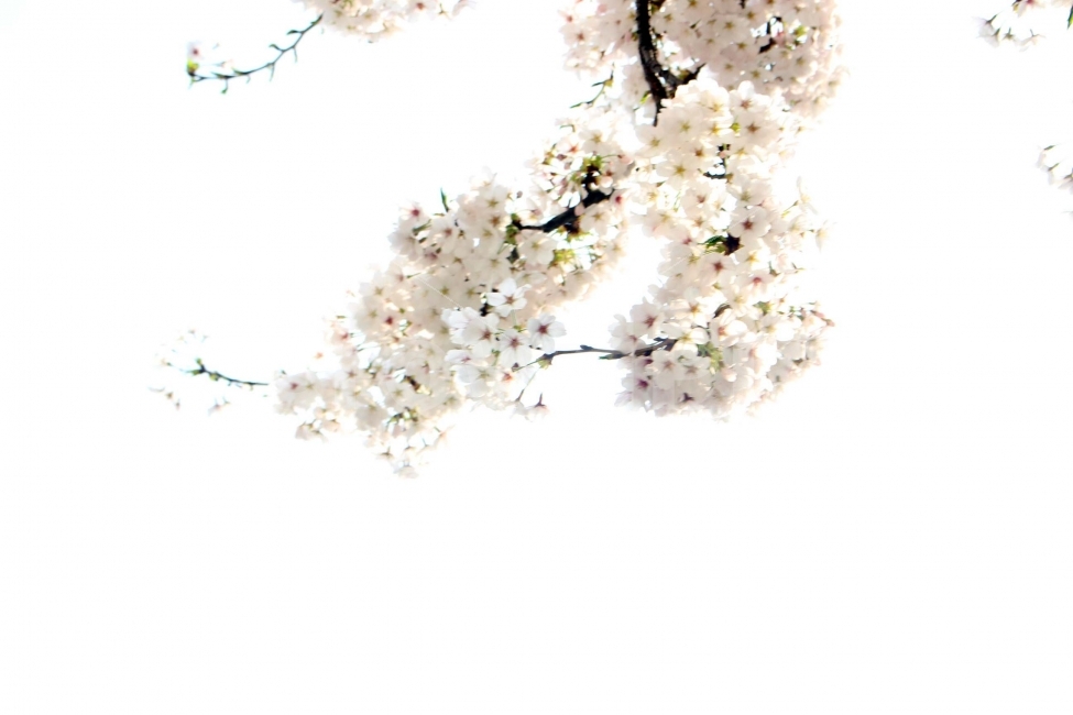 꽃,벚꽃,체리블라썸,봄,식물,나무,나들이,소풍,축제,자연,야외,정원,햇살,햇빛,식물,자연,plants,nature,봄,계절,spring,season,꽃,flower,plant,blossom