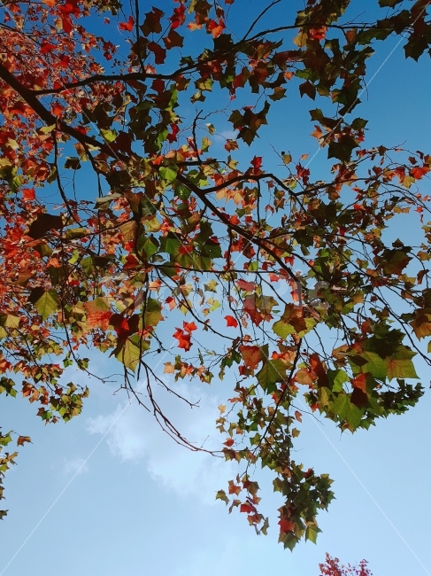 가을,하늘,파란하늘,낙엽,단풍,빨걍,노랑,주황,연두,초록,가을,계절,fall,autumn,season,식물,자연,plants,nature,나무,trees,wood,plant,leaf,잎,tree