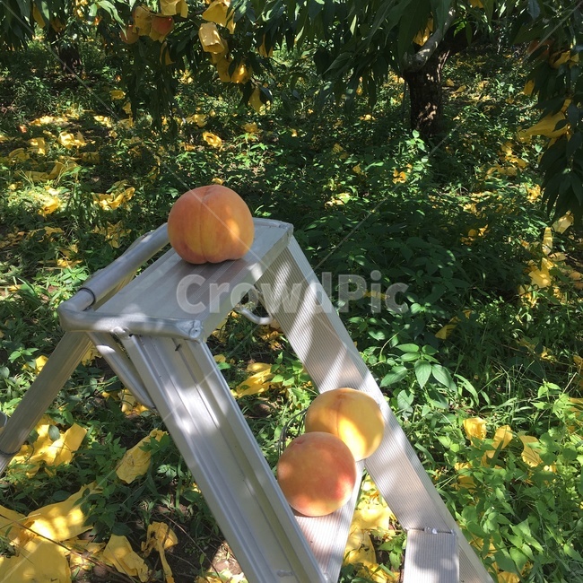 복숭아,복숭아밭,과수원,천도복숭아,사다리