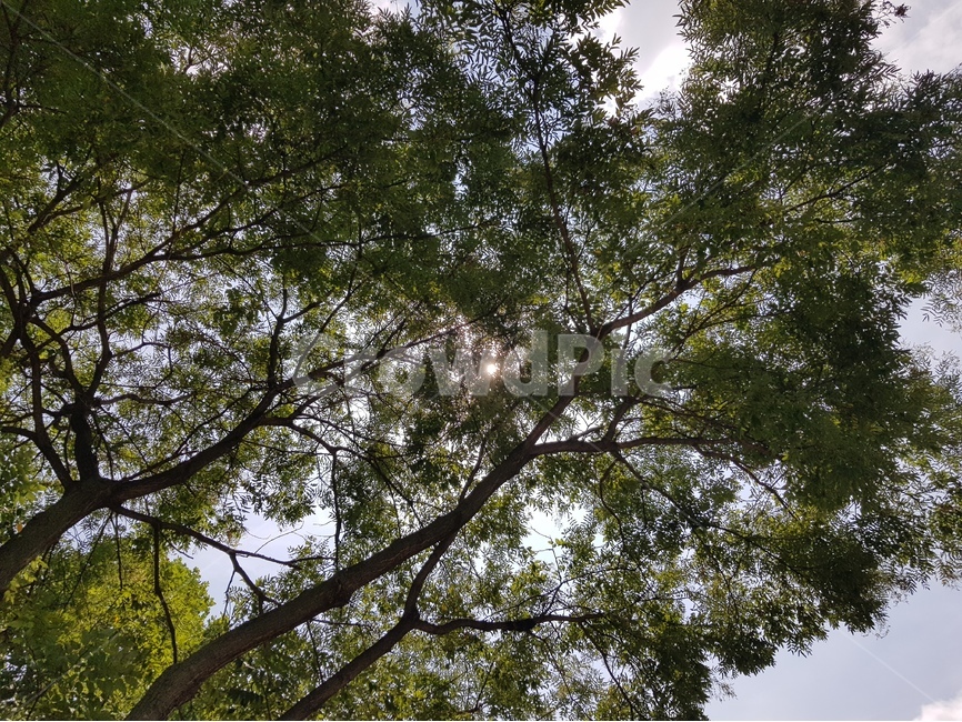 숲,구름,하늘,여름,나무,소나무,식물,자연,plants,nature,나무,trees,wood