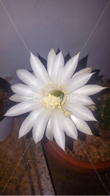 꽃,생화,근접,flower,화분