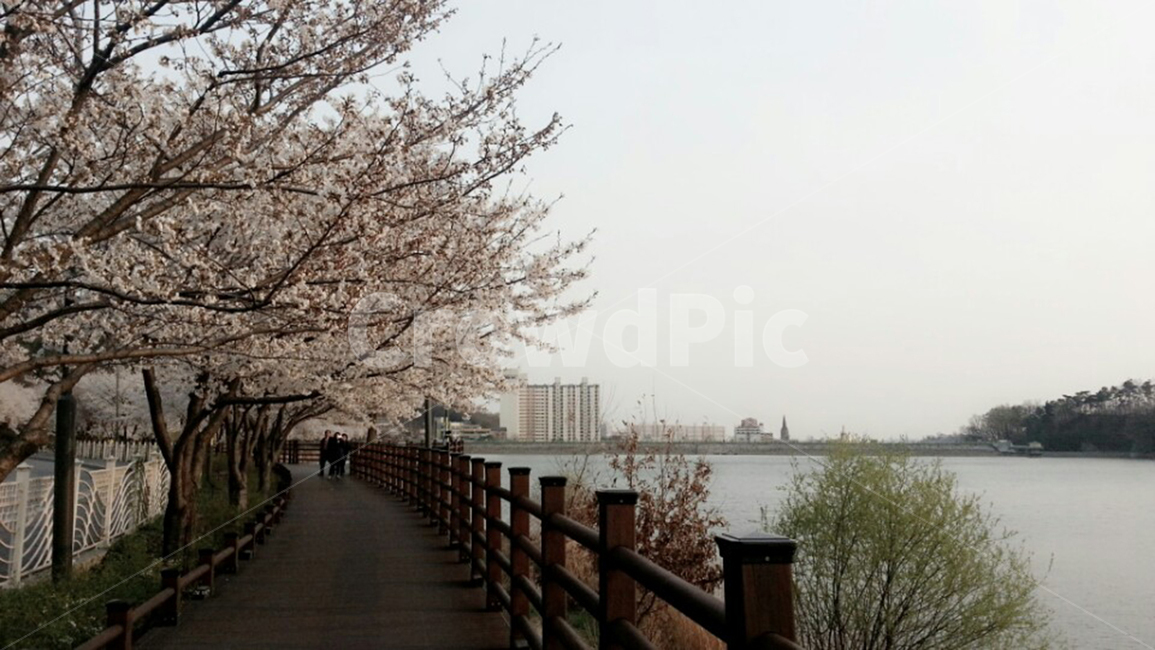 벚꽃,blossom,길,풍경,난간,봄,계절,spring,season,handrail,banister