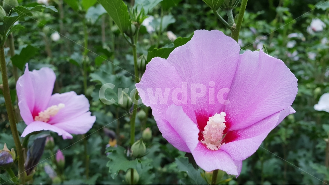무궁화,식물,자연,꽃,여름,초록,한국,대표,나라꽃,green,nature,flower,국화,7월,8월,9월,대한민국,식물,자연,plants,nature,꽃,flower