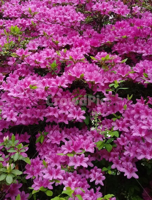 철쭉,smilerosebay,진달래과,식물,봄꽃,개꽃나무,springseasonflower,척촉화,낙엽관목,관상용