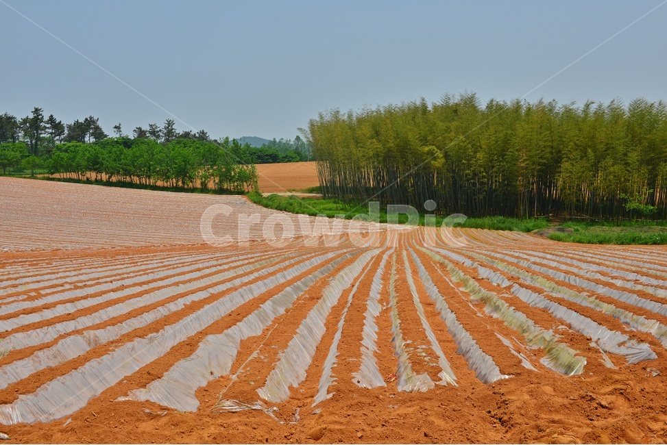 nature,자연,outdoors,옥외,soil,흙,ground,바닥,전북,고창,학원농장,농장,고구마밭,농사비닐,비닐,농업,농사,경작,영농,농경,산업,industry,industrial,농업,농사,agriculture,farming,farming industry