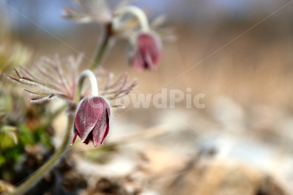 봄,할미꽃,꽃,강,동강,식물,자연,plants,nature,꽃,flower