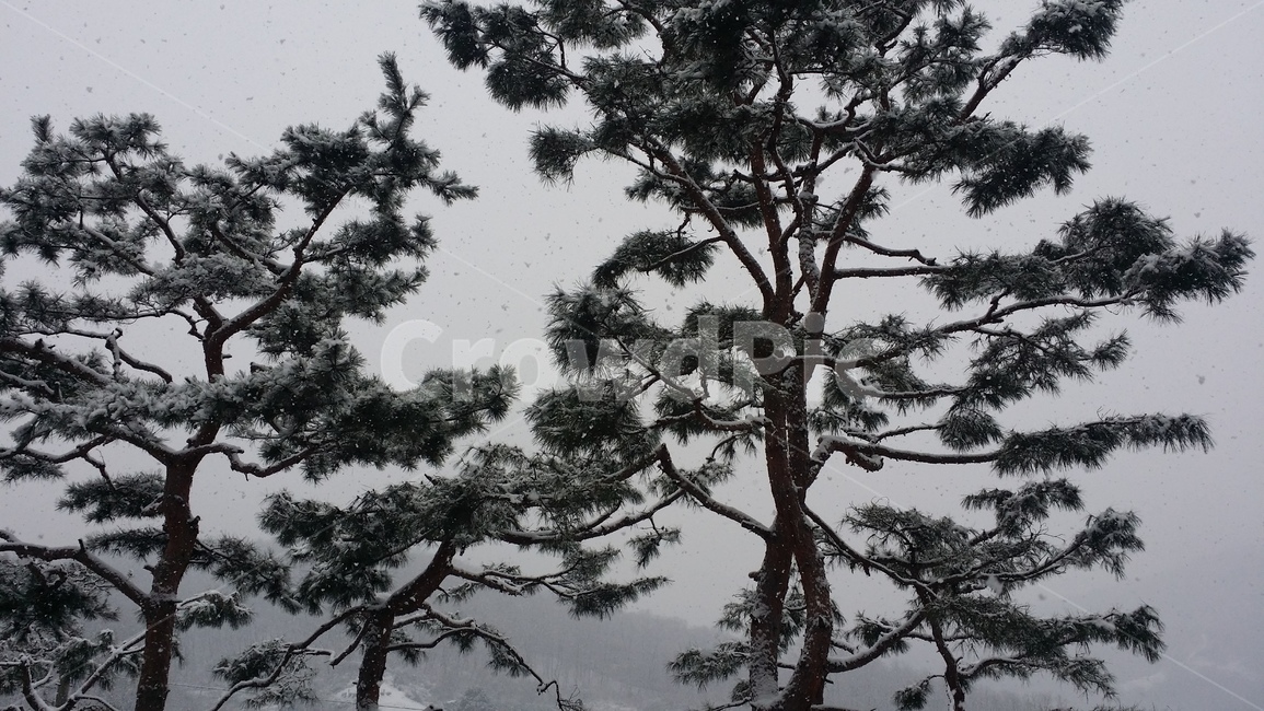 tree,나무,plant,식물,winter,겨울,pinetee,소나무,겨울,계절,winter,season,식물,자연,plants,nature,나무,trees,wood
