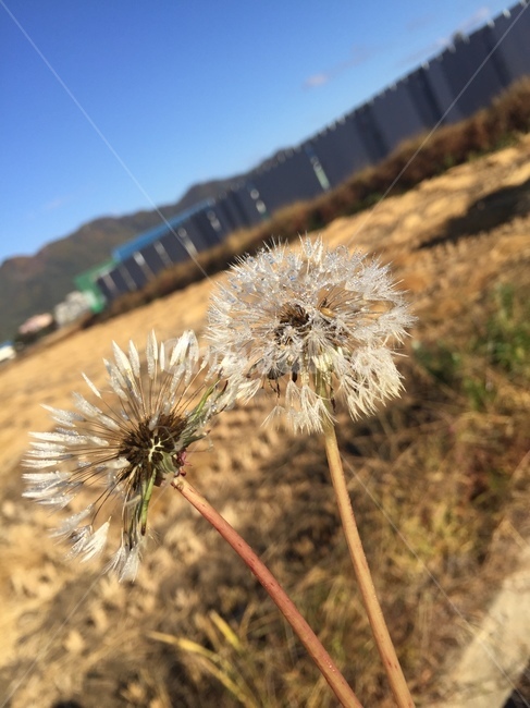 민들레,민들레씨앗,식물,plant,flower,꽃,이슬