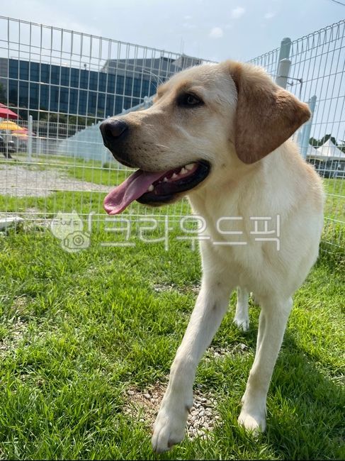 labradorretriever,래브라도리트리버,animal,동물,pet,애완동물,dog,개,반려견