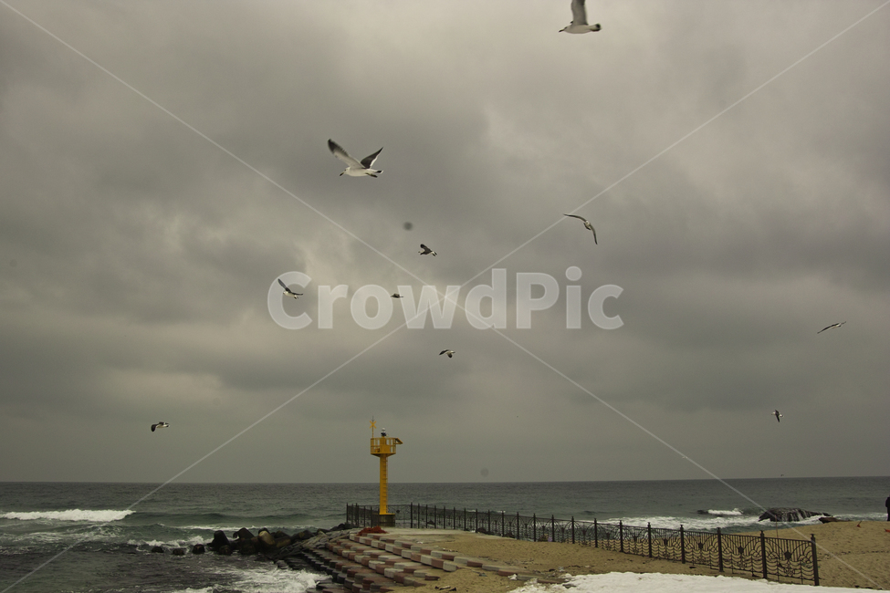 강릉바다,갈매기,등대,흐린날바다,등대와갈매기,강릉남항진,동물,animal,조류,새,birds
