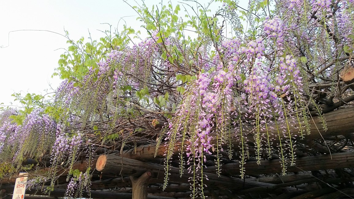 plant,식물,등아무,꽃,꽃나무,식물,자연,plants,nature,꽃,flower