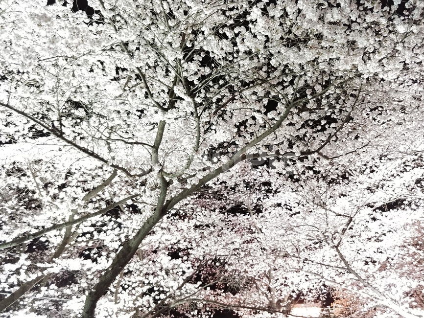 night view,Cherry Blossom,Jo Guryong,Ssanggyesa Temple,cherry blossoms at night,Yosakura