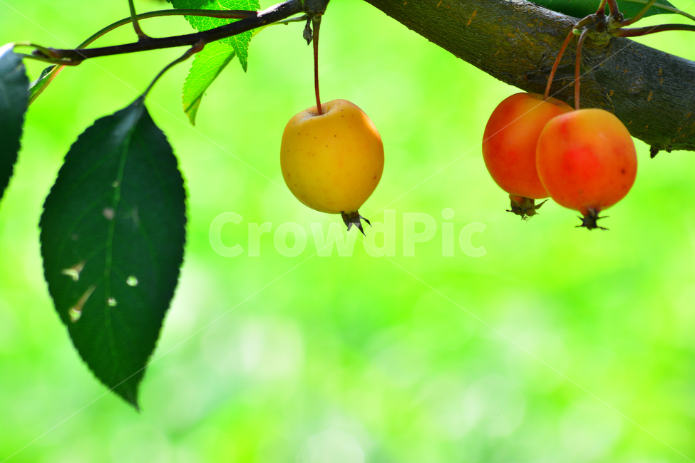 small,atmosphere,fruit,tree fruit,yellow,sour,two,three,red,apple,peeling,fruit tree,jam,fruition,ripe,sensible,green,baby apple,feeling,juice,leaf,food,orange,side by side,emotion,3,dessert,orchard,background,refreshing,plant,edible,sweet