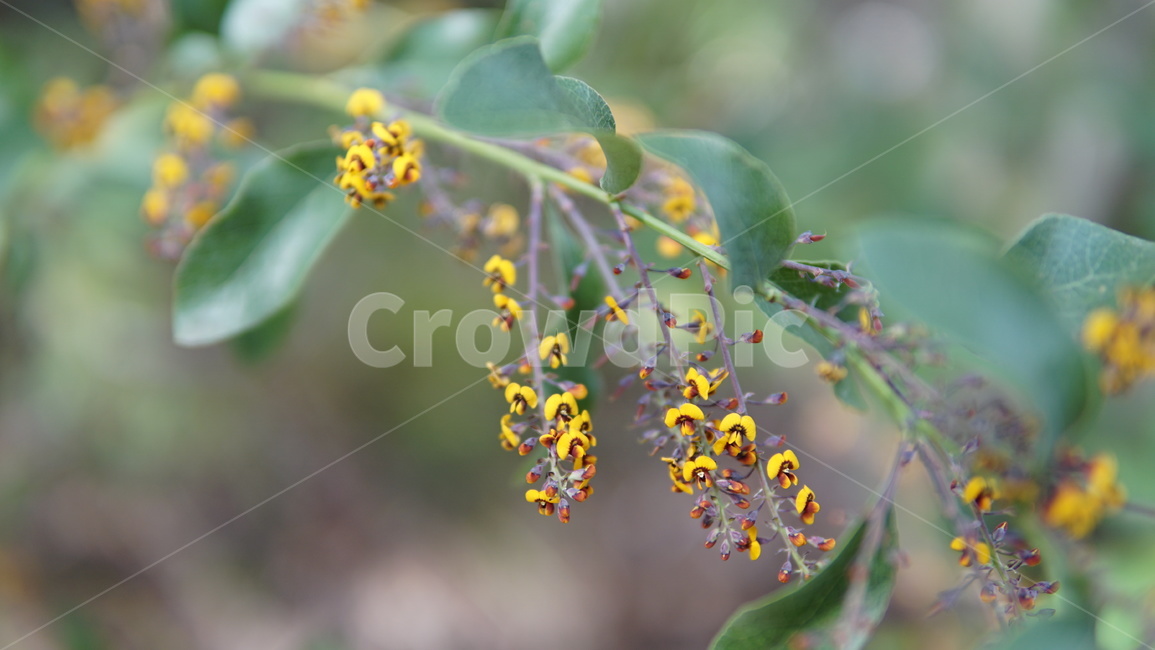 식물,plant,꽃,flower,자연,식물,자연,plants,nature