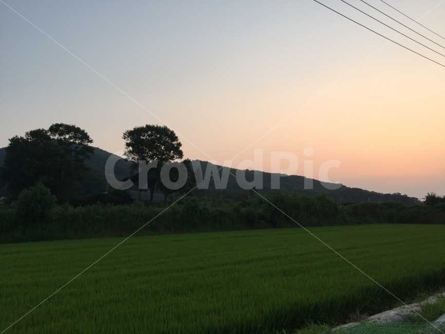 시골풍경,농사,논농사,모내기,시골,일몰,저녁어스름,산,나무,자연,풍경,nature,landscape,한국자연풍경,한국자연경관,korea nature landscape,시골,마을,country,rural,town,grassland,목초지,field,들,outdoors,옥외,paddy field,패디 필드