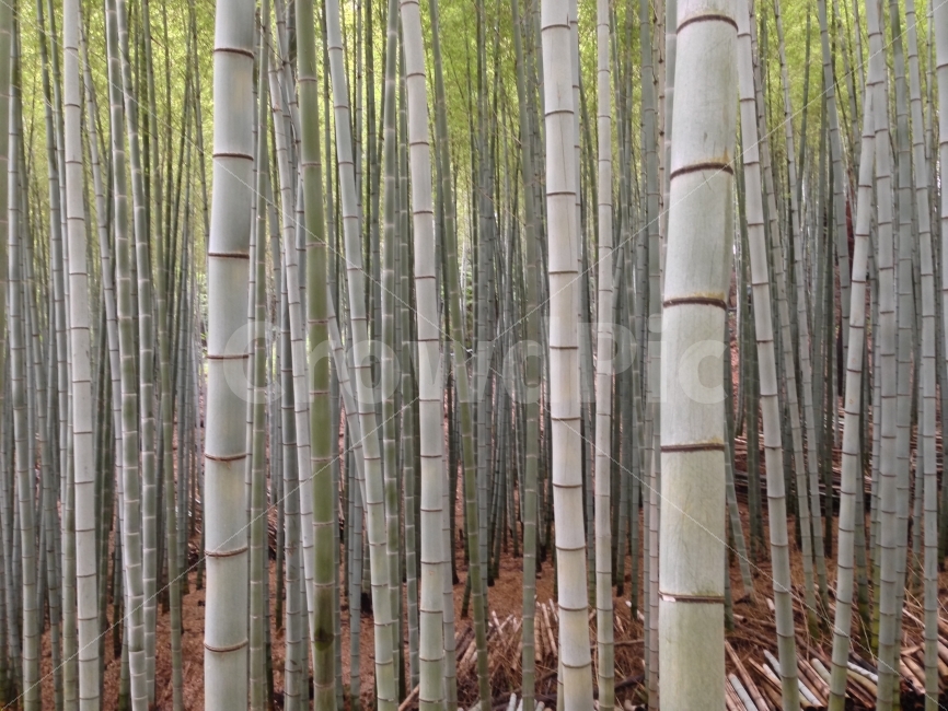 나무,숲,대나무,감성,부산,아홉산,자연,초록,풍경,식물,자연,plants,nature,나무,trees,wood