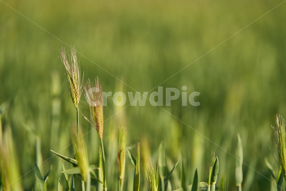봄,보리,청보리,barley,yard,들