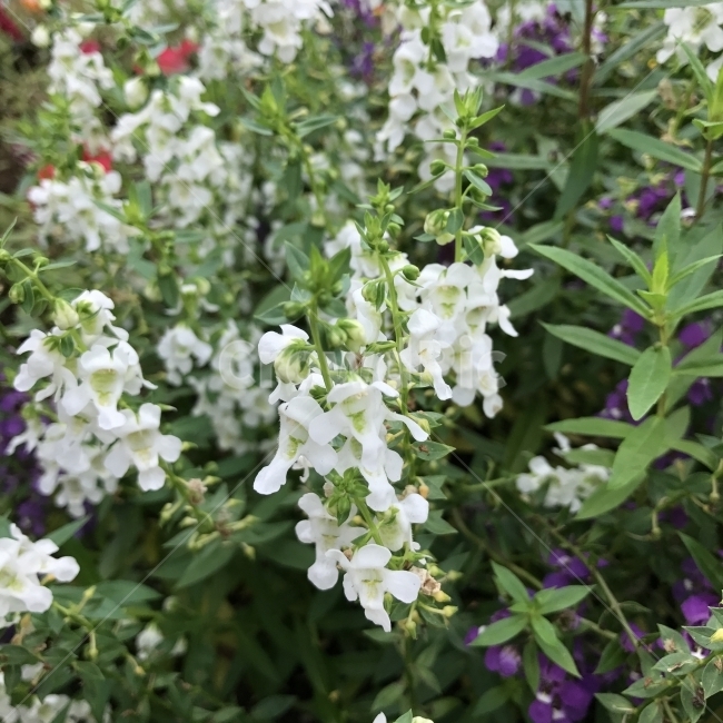안젤로니아,Angelonia,SummerSnapdragon,현삼과,한해살이풀,흰꽃,통꽃,식물,꽃,Flower,식물,자연,plants,nature,꽃,flower