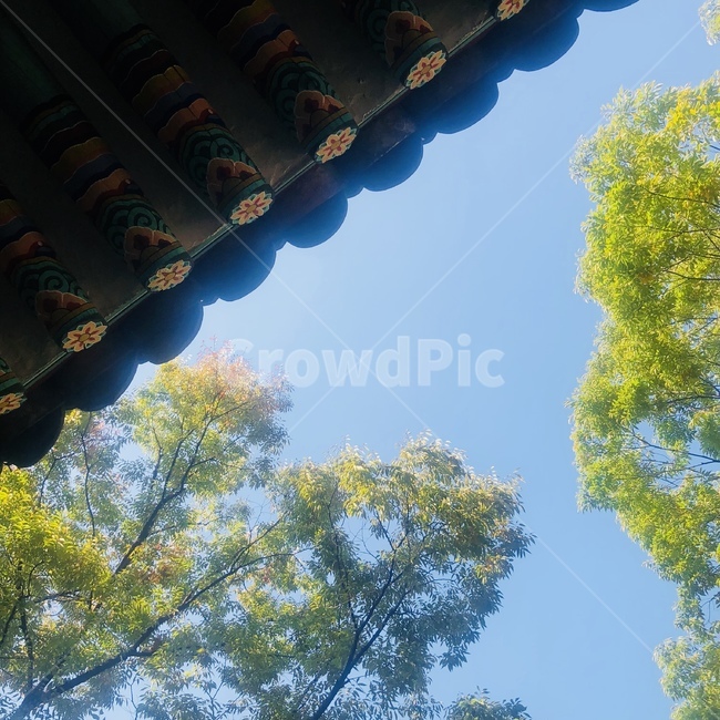 고궁,하늘,나무,한국적인,덕수궁,여유로움,휴식,deoksugung,oldpalace,sky,tree,koreanstyle,relaxation,breaktime