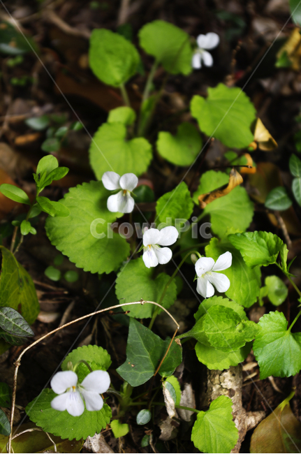 제비꽃,꽃,flower,계절,봄,spring,식물,자연,plants,nature,꽃,flower