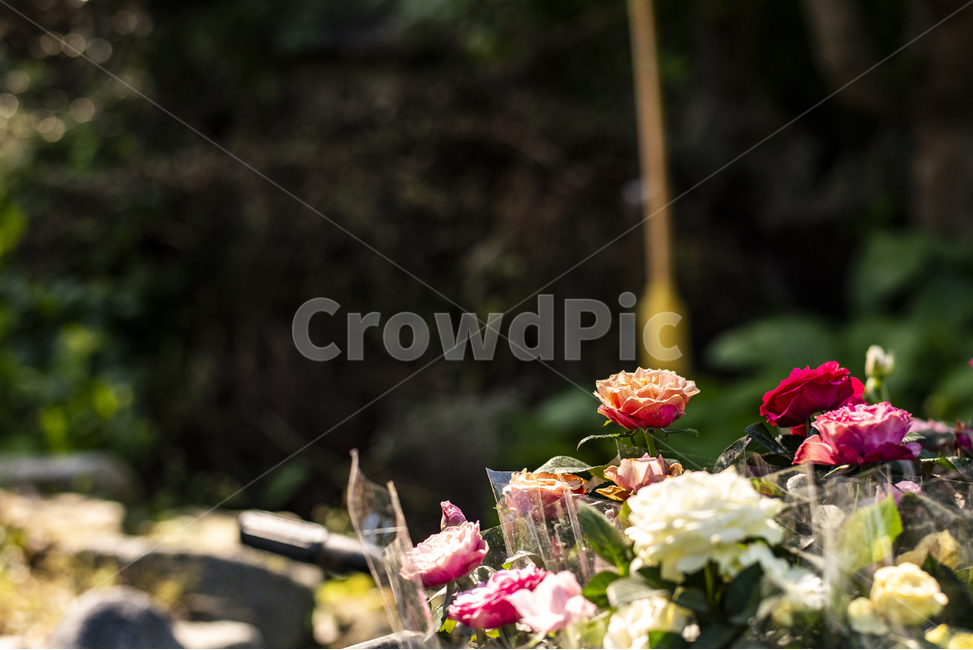 장미,꽃,화단,식물,공원,자연,식물,자연,plants,nature,꽃,flower