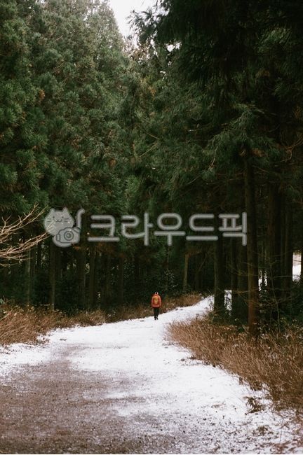 film,filmcamera,필카,필름카메라,자연,nature,옥외,outdoors,하늘,구름,야외,tree,나무,plant,hiking,등산,배경화면,식물,하이킹,산책,숲,사려니숲길,jeju,제주,제주도,트래킹,여행자,백패킹,backpacking
