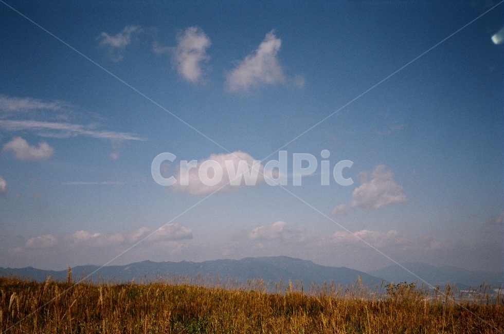 억새,갈대,갈대밭,가을,하늘,색체,색감,가을하늘,구름,nature,자연,outdoors,옥외,weather,날씨,가을,계절,fall,autumn,season,자연,풍경,nature,landscape
