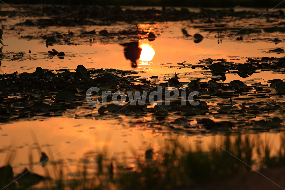 여름,연못,관곡지,summer,pond,노을,황금빛,sunset,반영,reflection,자연,풍경,nature,landscape,land,땅,outdoors,옥외,flare,플레어,light,빛,sunlight,햇빛,water,물