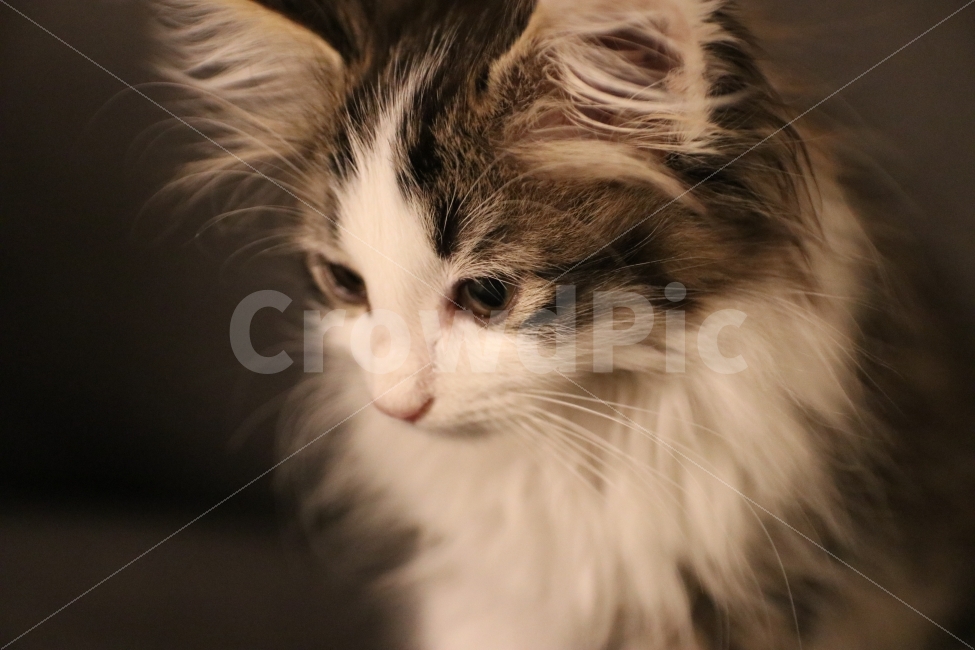 고양이,아기고양이,반려동물,냥이,애완동물,노르웨이숲,동물,animal,포유류,mammal,고양이,cat,kitten,kitty