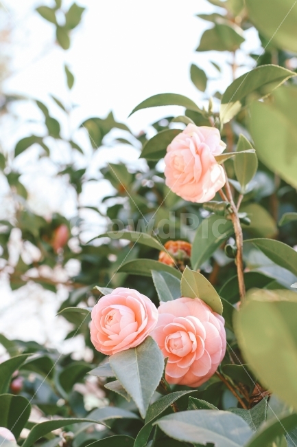 겨울,봄,동백,동백꽃,분홍색,핑크,일상,감성,꽃,식물,자연,plants,nature,꽃,flower