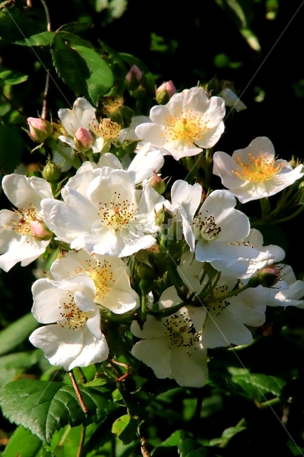 식물,꽃,여름,찔레꽃,향기,식물,자연,plants,nature,꽃,flower