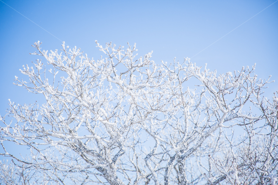 덕유산,설경,일출,상고대,눈꽃,겨울,계절,winter,season,자연,풍경,nature,landscape,outdoors,옥외,snow,눈