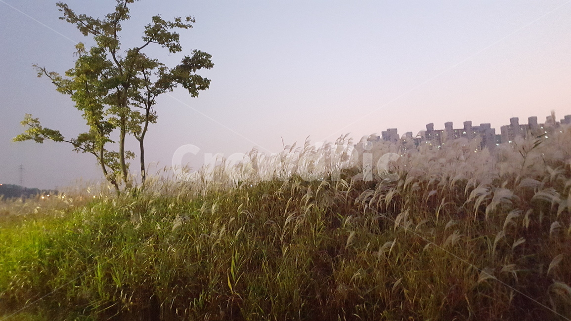 갈대,하늘,가을,황혼,노을,땅거미,해질녘,갈대밭,감성,landscape,sky,twilight,reed,mood,sensible,feeling,nature,autumn,fall